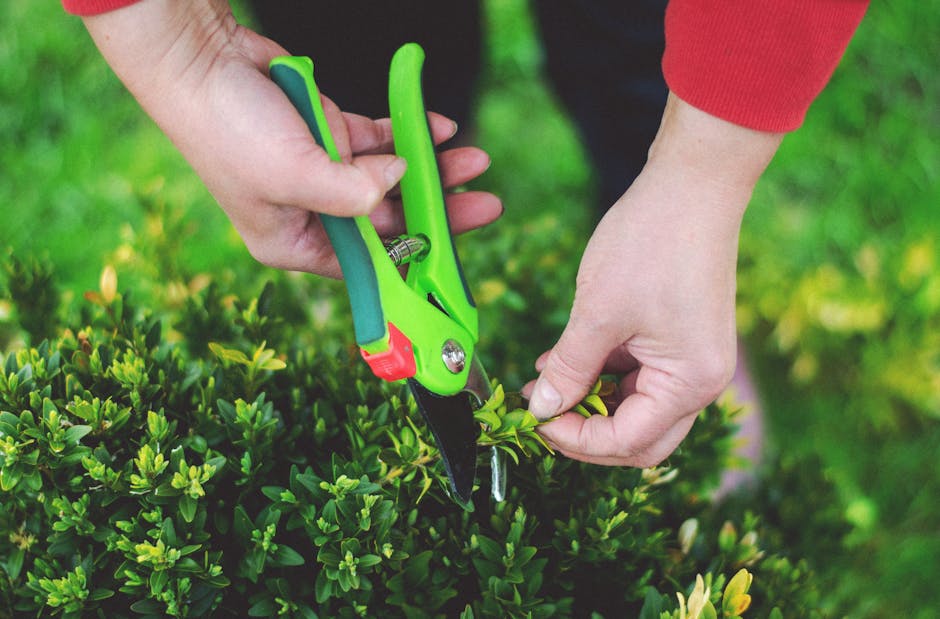 A man with short dark hair, wearing glasses, a dark hoodie, and blue jeans, is trimming a well-maintained garden lawn using an electric grass trimmer. The grass appears freshly cut, and there are patc