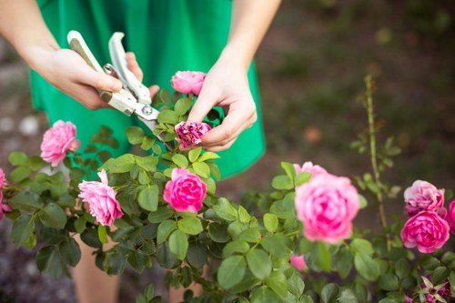 Close-up view of a gardener's hands trimming a vibrant pink rose bush with garden shears, set in a well-maintained outdoor garden. The rose bush features lush green foliage and blooming pink roses, with some flower buds yet to open. The gardener is wearing a green apron or top, and the background shows a blurred garden bed with dark soil and additional greenery. The scene is lit by natural daylight, indicating a clear, mild weather condition. The garden layout includes a neatly pruned hedge or shrub border, and the ground appears to be well cared for with no visible weeds or debris. This image highlights professional gardening practices relevant to lawn and landscape care, aligning with services such as hedge trimming and floral maintenance in the Ruislip area, as promoted by hedgetrimmingruislip.co.uk.